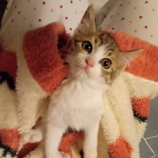 ありがとうございます！バンズ2ヶ月男の子