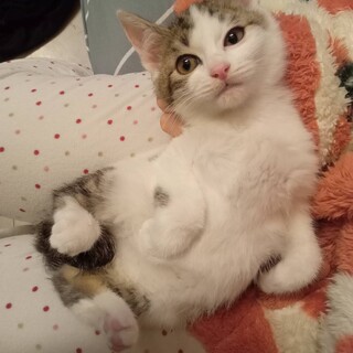 ありがとうございます！たま2ヶ月男の子