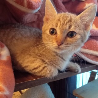 ありがとうございますチーズ2ヶ月女の子