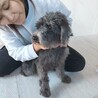 ミニチュアシュナウザー　女の子♀　6歳 サムネイル2
