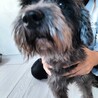 ミニチュアシュナウザー　女の子♀　6歳 サムネイル3