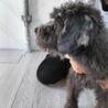 ミニチュアシュナウザー　女の子♀　6歳 サムネイル4