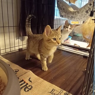 ありがとうございます！パテ2ヶ月女の子