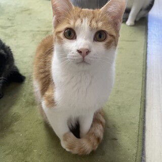 イケメンの甘えん坊????おっと君7ヶ月