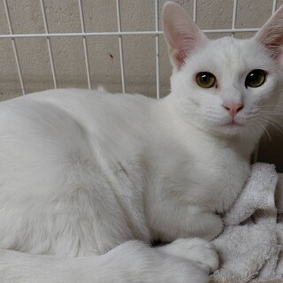 真っ白なひかる君８ヶ月