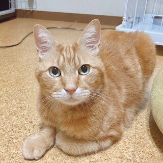 甘えん坊の茶トラのムンク君