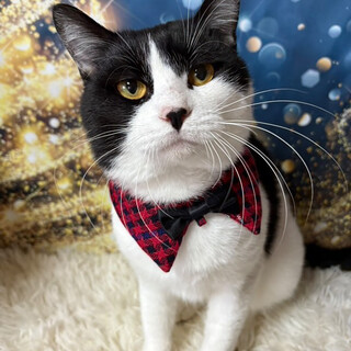 優しいハチワレボーイ