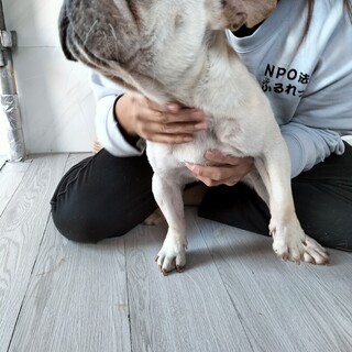 フレンチブルドッグ　女の子♀　6歳