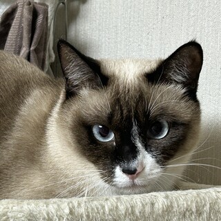 19日譲渡会参加　みぃちゃん