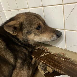 殺処分対象❗️収容期限12/24迄❗️延長なし