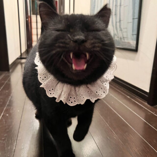 愛されっ子の黒猫ネーラちゃん