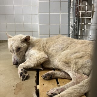 殺処分対象❗️収容期限12/25迄❗️延長なし