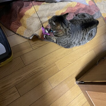 最近 独り占め(^_^;) 心臓バクバク(　ﾟдﾟ)そんなに動いて大丈夫？(ﾟoﾟ;;