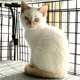 美しい青い瞳に魅了されて♡銀次くん