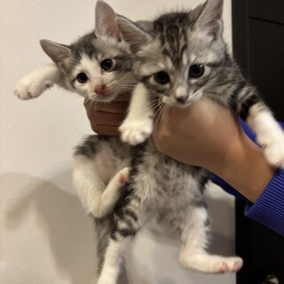 人間が大大大好きな兄妹！2匹一緒に里親様募集！