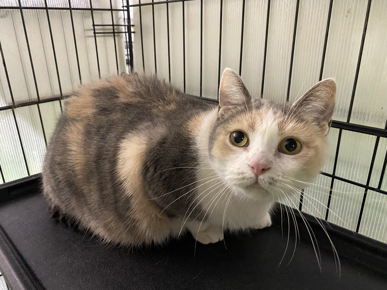 ふんばり親子猫　三毛猫 長毛三毛子猫《ファルティ》」福岡県 - 猫の里親募集(111025