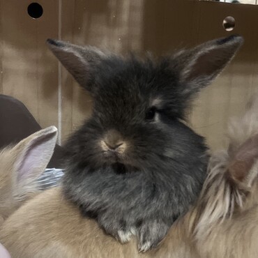 母　ライオンドワーフ