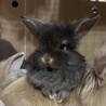 クロ