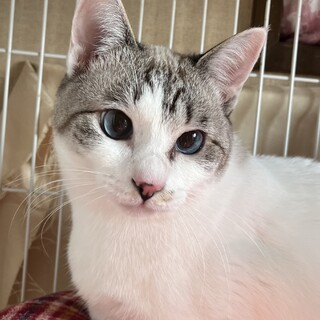 里親決定。アレルギー悪化で新しい飼い主さん募集