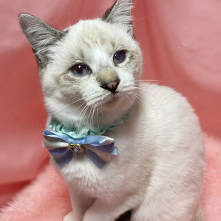 なれなれ♪ブルーアイシャムMIX『フィオレ』４ヶ月