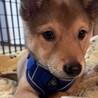 甘えん坊で小さめな中型犬mix の子犬　女の子 サムネイル6
