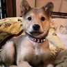 甘えん坊で小さめな中型犬mix の子犬　女の子 サムネイル7