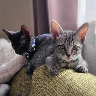 元気いっぱい甘えん坊さん★スールくん