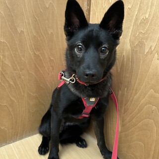 メガネ模様がチャームポイント【クレド】ちゃん