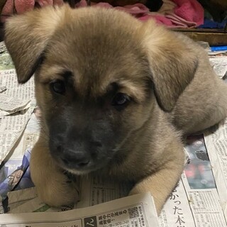 元気一杯愛らしい甘えん坊の子犬2ヵ月