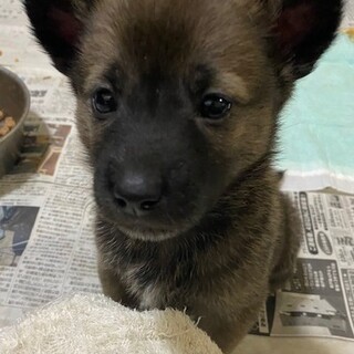 元気一杯愛らしい甘えん坊の子犬2ヵ月