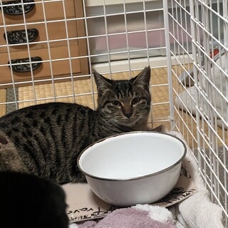 キジ猫6ヶ月のミーコちゃん
