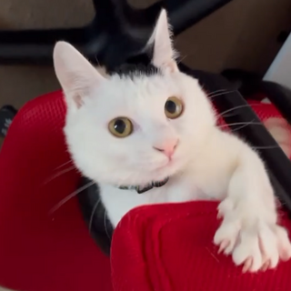 人慣ればっちりマイペース可愛い女の子❤️マヤ