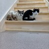 おじゃがともつ