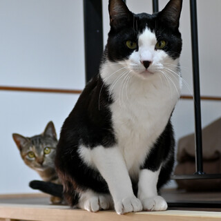 マイペースな白黒ハチワレ！すじくん