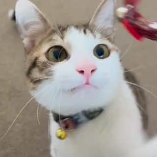 募集停止人間大好き人気柄キジ白男子⭐️マコ