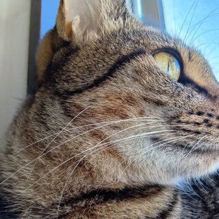 撫で撫で大好き！少し臆病なキジトラ！つみれちゃん