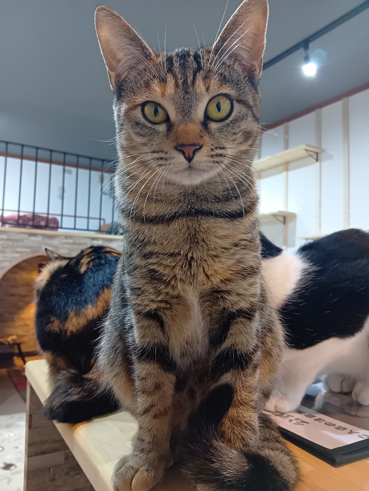 子猫みたいに小さい！珍し」静岡県 - 猫の里親募集(507822) 1枚目の