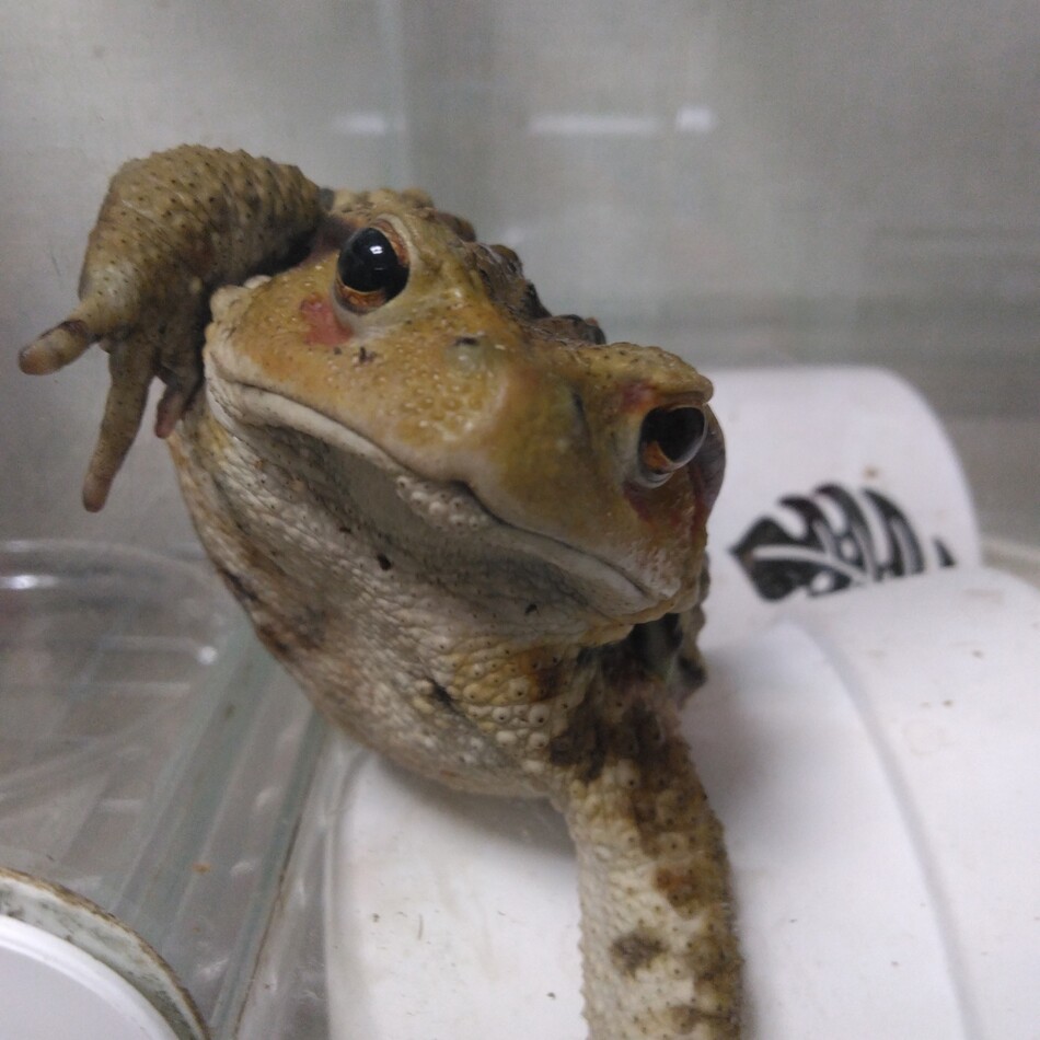 ガジラのカバー写真