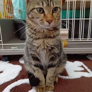 頭はキジトラ！体はアメショ？子猫！ごぼてんくん