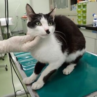 とっても懐こい☆ダンディ猫さんのちょびくん