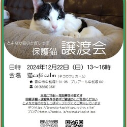 ◎大阪府豊中市・12月22日(日)保護猫譲渡会◎