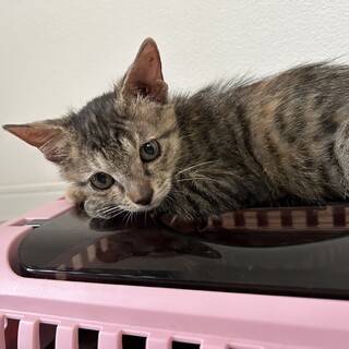 人なれしてます！カワユイキジトラ女のコ