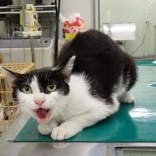 懐こくて大人しい♪ハチワレ猫の小夜（さよ）ちゃん