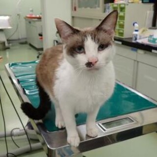 美人猫さん◇素敵な毛色の翠（すい）ちゃん