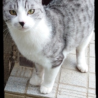 仲良し兄弟猫ちゃん