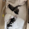 最後１ヶ月、子猫４匹ちゃん
