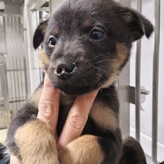 人馴れ抜群の可愛い子犬　生後1ヶ月　12月23日迄