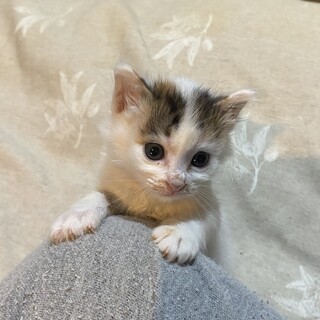 遺棄された4兄妹のミルクちゃん