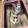 遺棄された4兄妹のミルクちゃん サムネイル5
