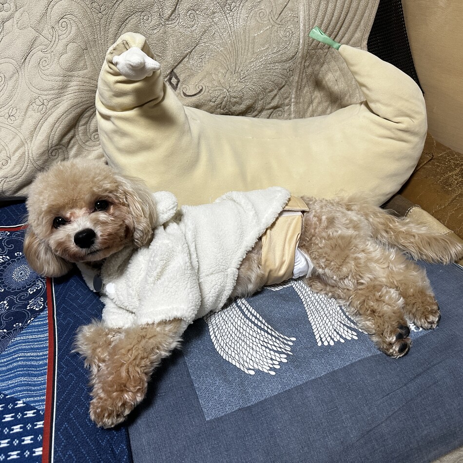 テディのカバー写真